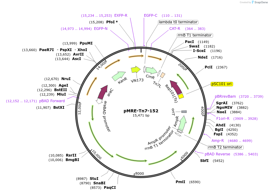118566-plasmid-map-sequence-id-226465