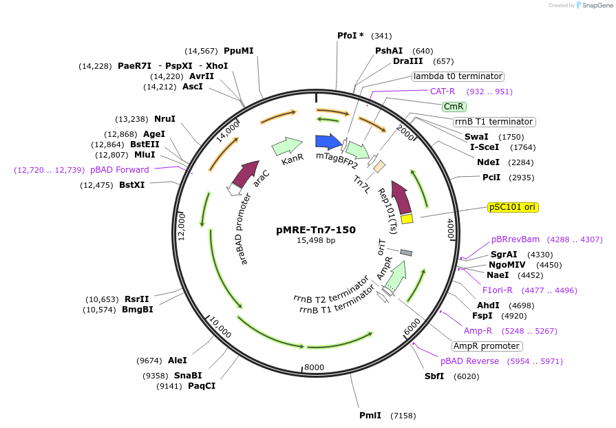 118564-plasmid-map-sequence-id-226471