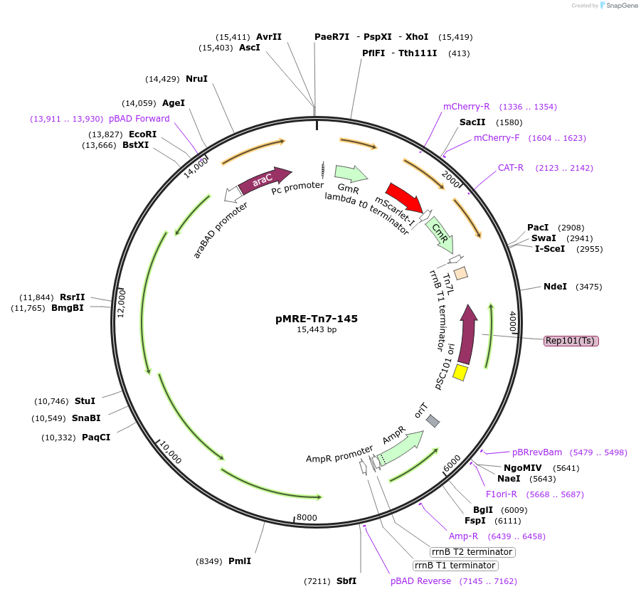 118561-plasmid-map-sequence-id-226474