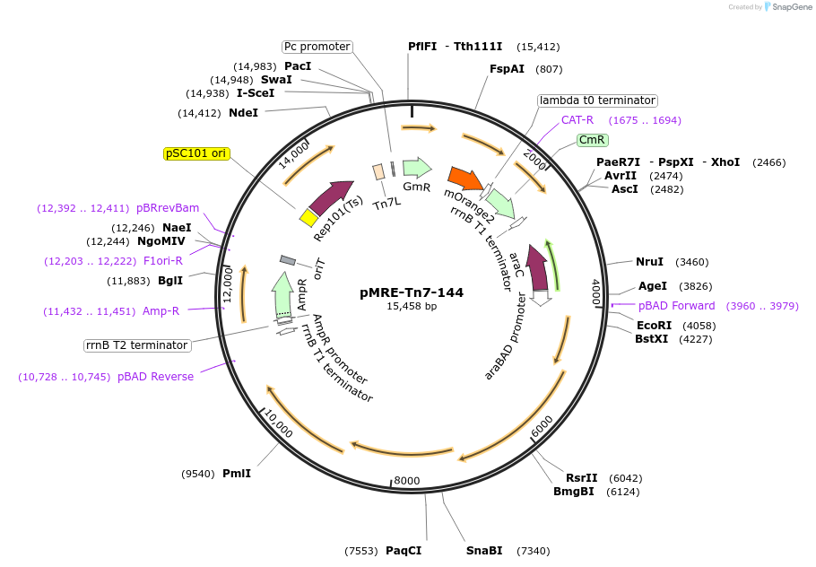 118560-plasmid-map-sequence-id-226475