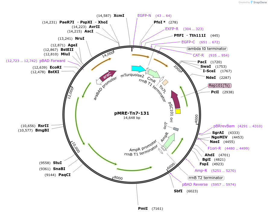 118549-plasmid-map-sequence-id-226484