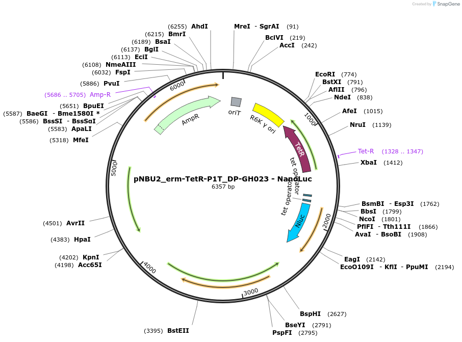 117728-plasmid-map-sequence-id-226485