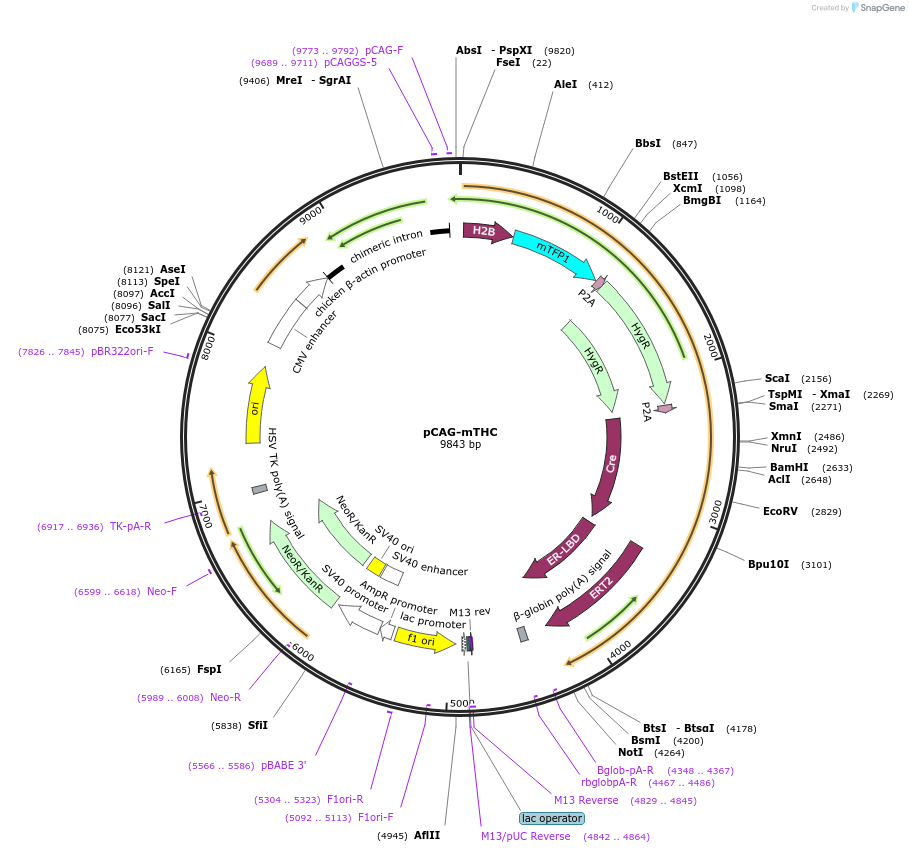 112620-plasmid-map-sequence-id-226488