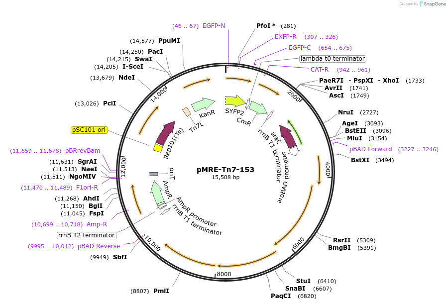 118567-plasmid-map-sequence-id-226500