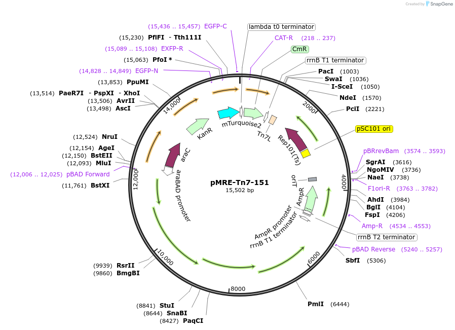 118565-plasmid-map-sequence-id-226502