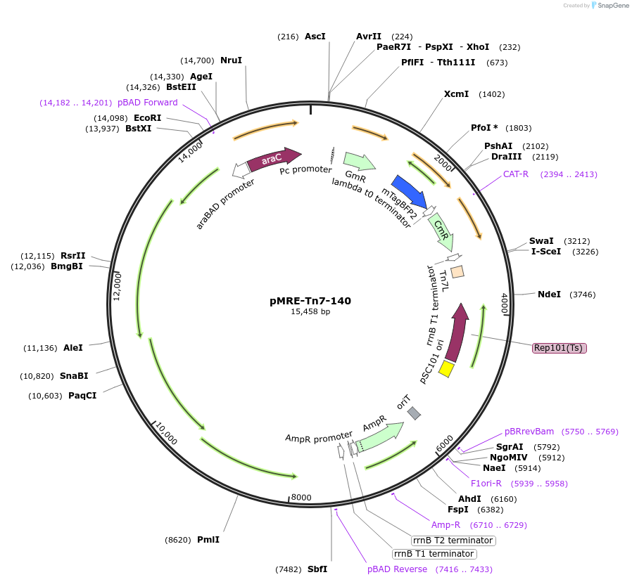118556-plasmid-map-sequence-id-226506