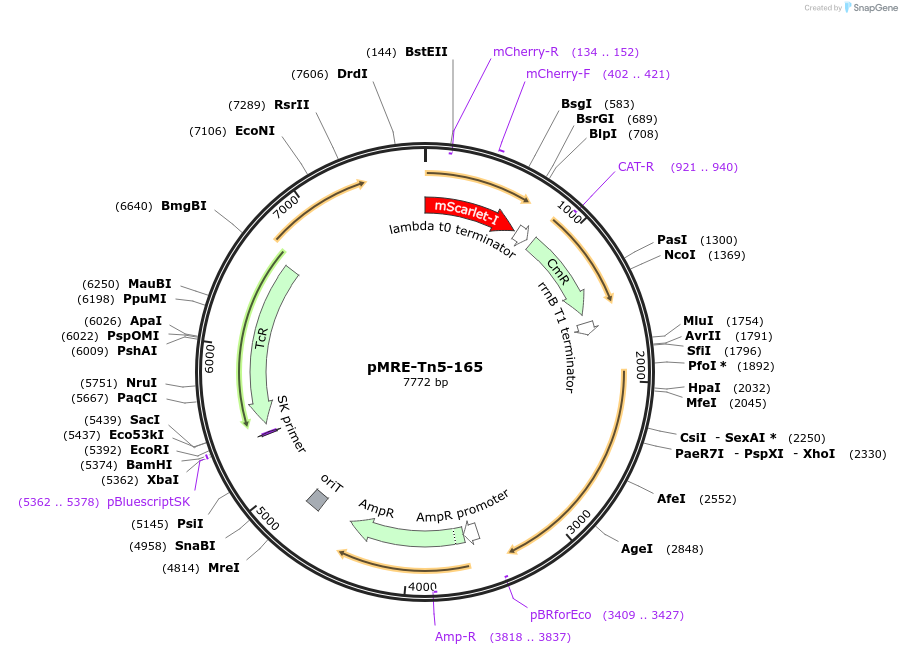 118545-plasmid-map-sequence-id-226515