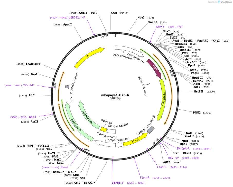 56651-plasmid-map-sequence-id-226517