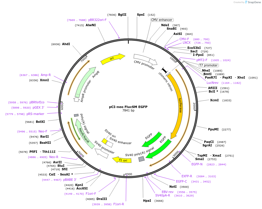 90171-plasmid-map-sequence-id-226523
