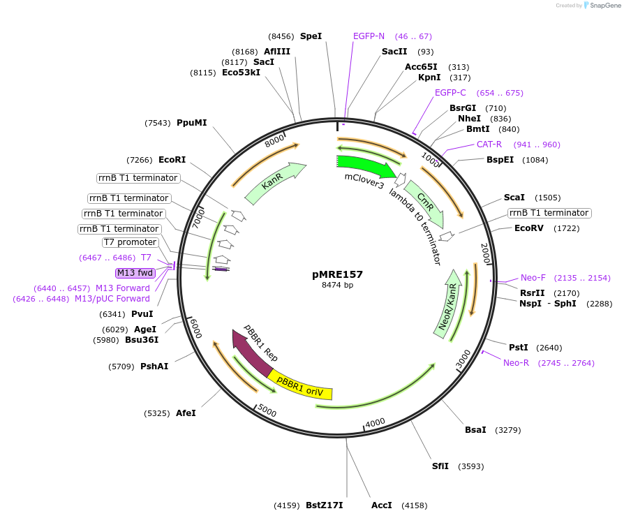 118507-plasmid-map-sequence-id-226573