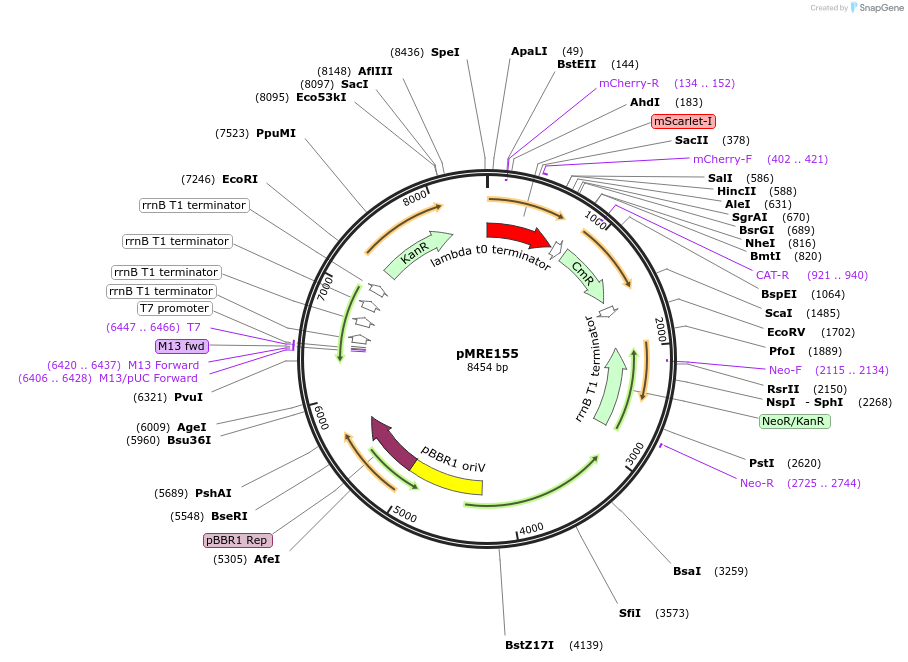 118505-plasmid-map-sequence-id-226576