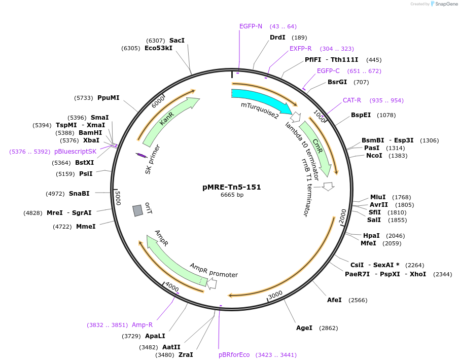 118533-plasmid-map-sequence-id-226605