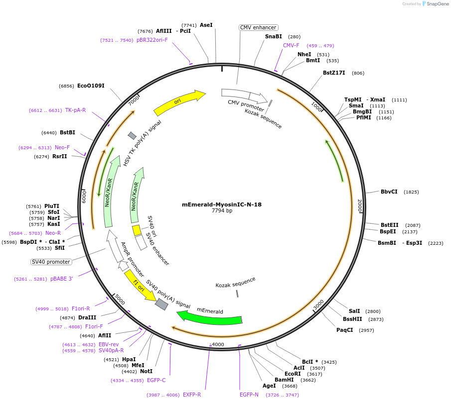 62761-plasmid-map-sequence-id-226617