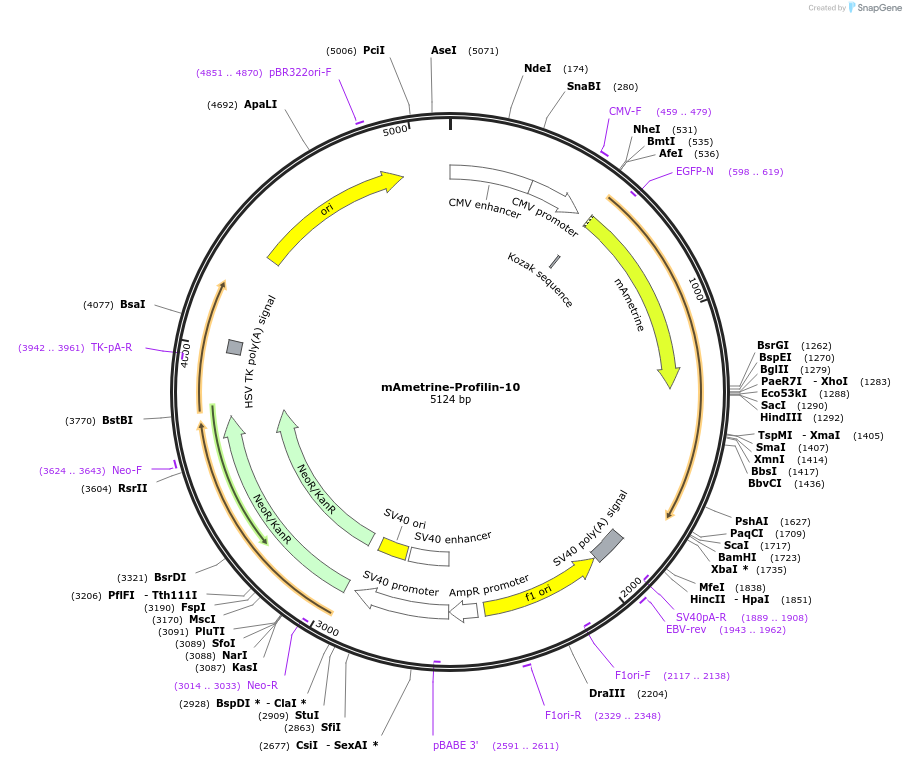 56549-plasmid-map-sequence-id-226623