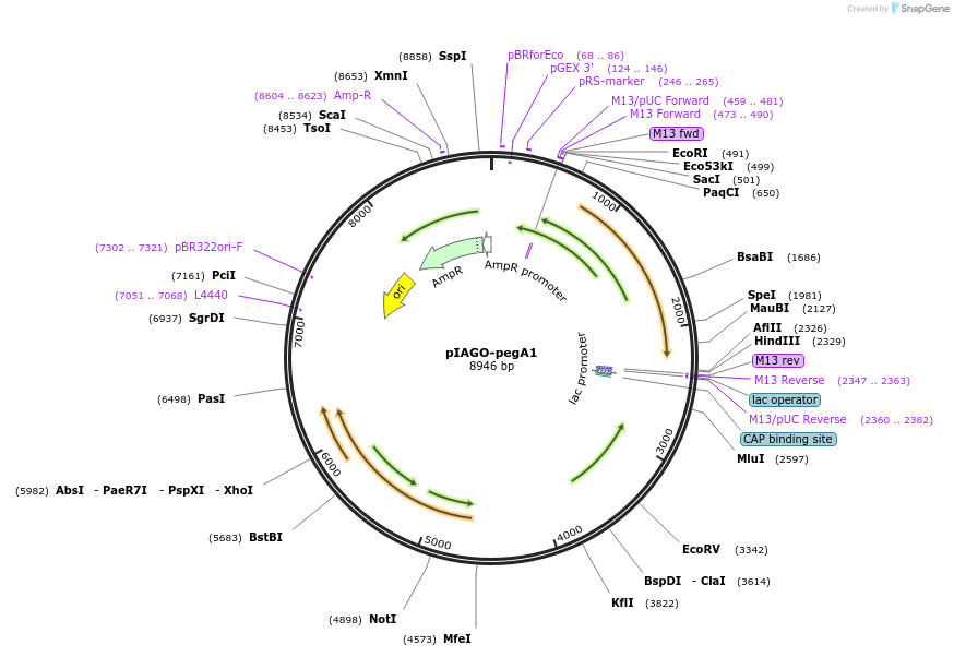 114455-plasmid-map-sequence-id-226624
