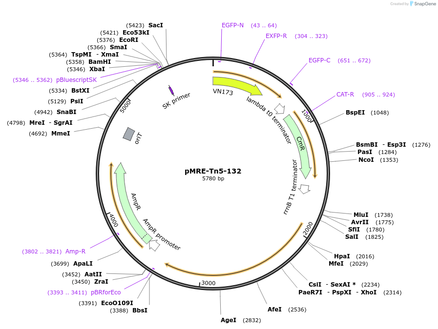 118518-plasmid-map-sequence-id-226625