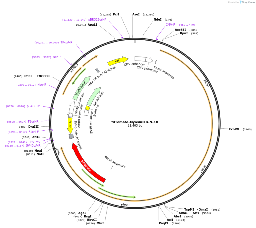 58119-plasmid-map-sequence-id-226642