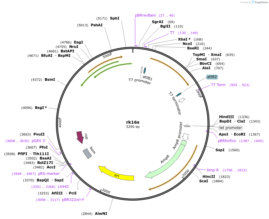 117436-plasmid-map-sequence-id-226665