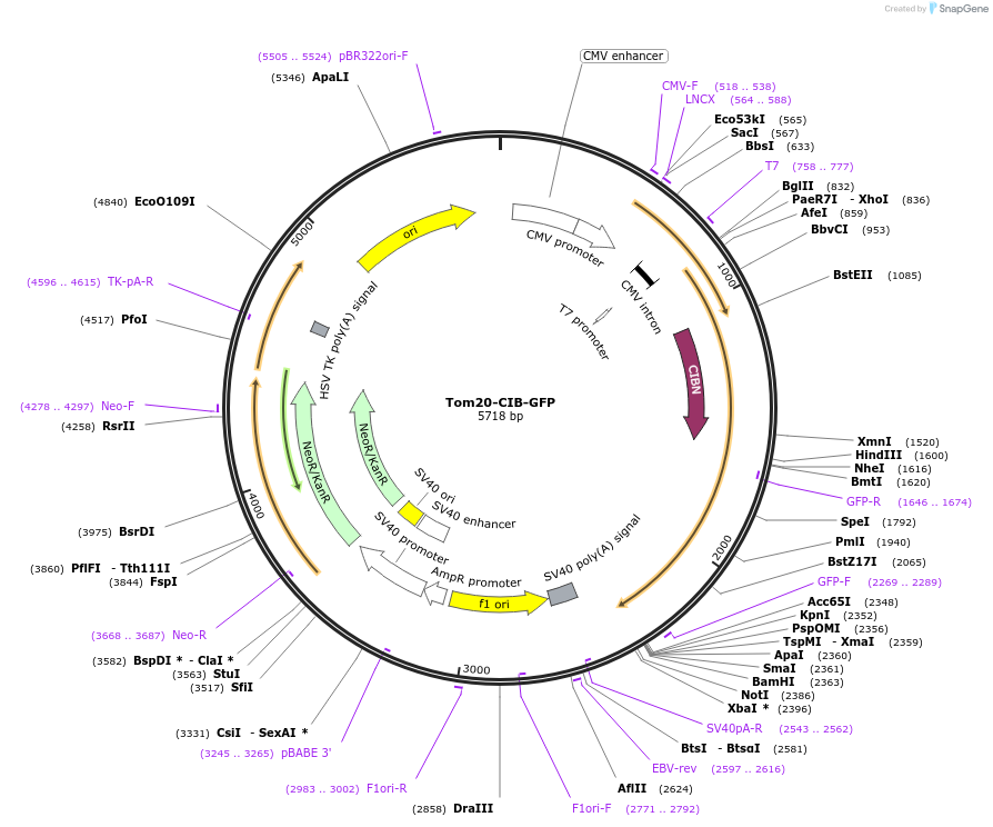 117242-plasmid-map-sequence-id-226667