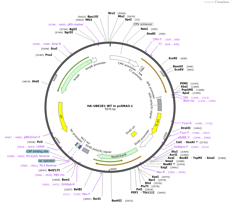 118213-plasmid-map-sequence-id-226675