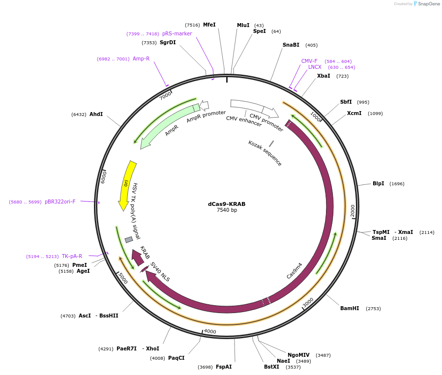 110820-plasmid-map-sequence-id-226682