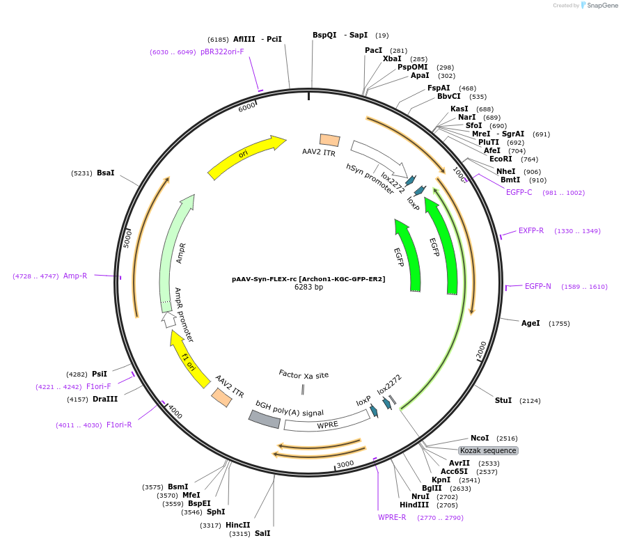 115893-plasmid-map-sequence-id-226683
