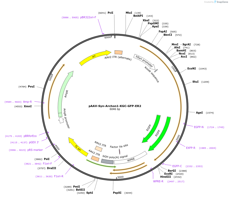 115892-plasmid-map-sequence-id-226684