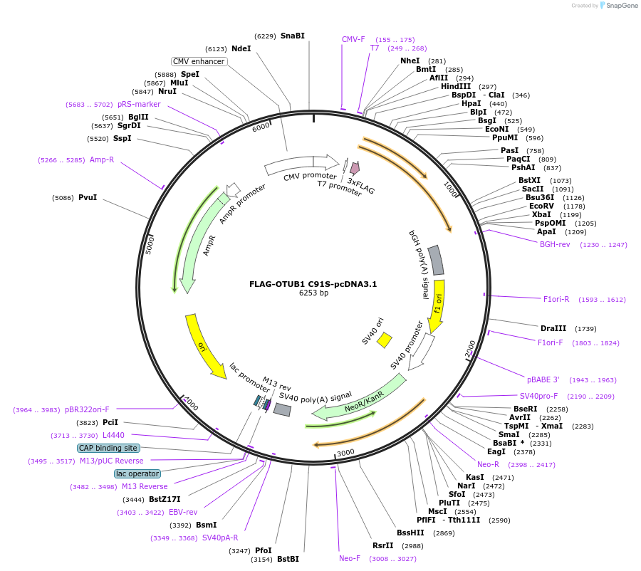 118210-plasmid-map-sequence-id-226713