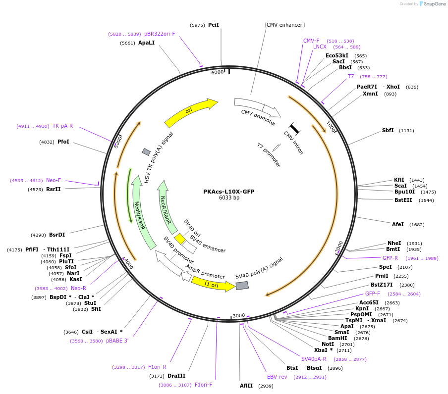 108587-plasmid-map-sequence-id-226724