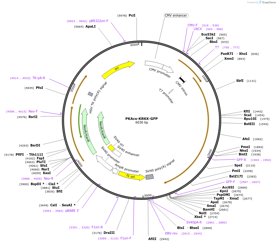 108585-plasmid-map-sequence-id-226735