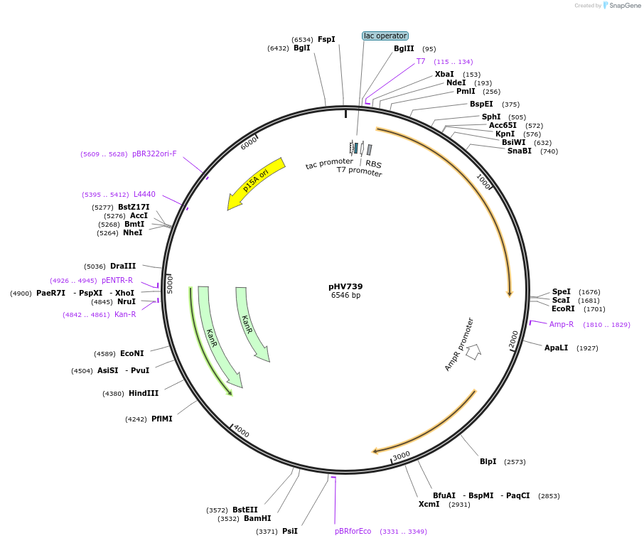 117477-plasmid-map-sequence-id-226736