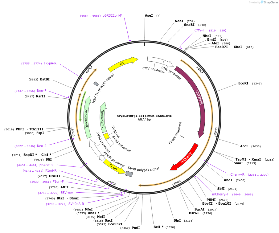 117239-plasmid-map-sequence-id-226738