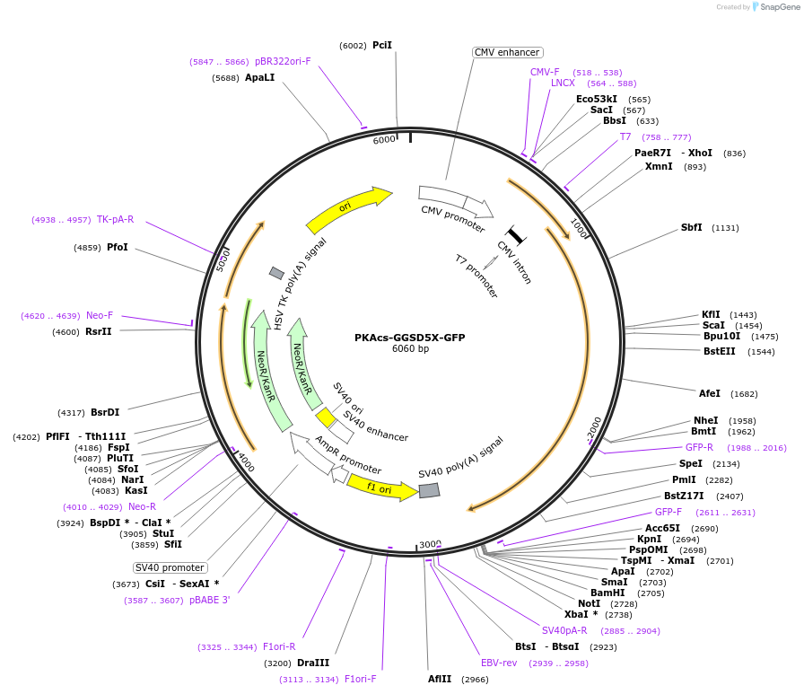 108584-plasmid-map-sequence-id-226741