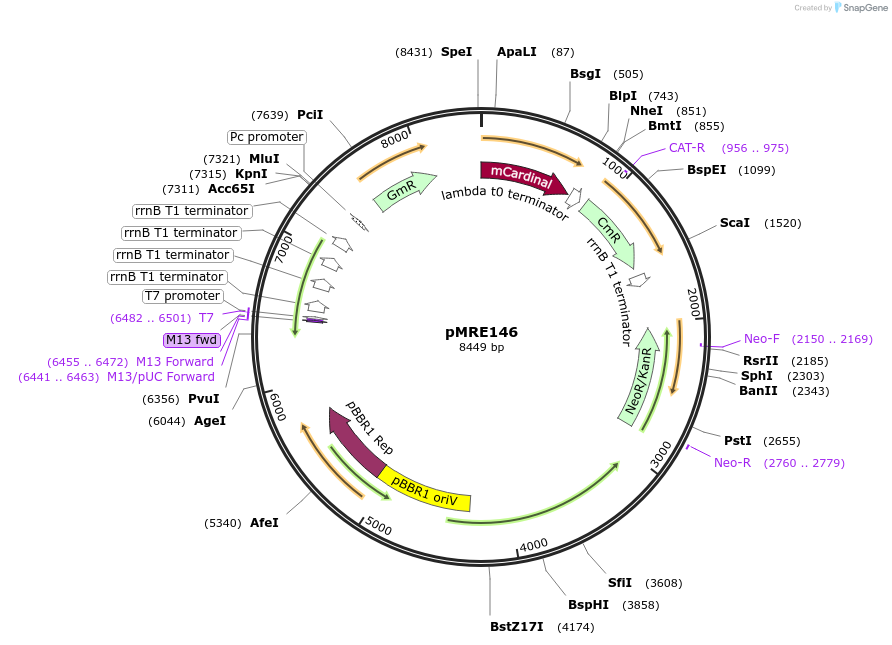 118498-plasmid-map-sequence-id-226742
