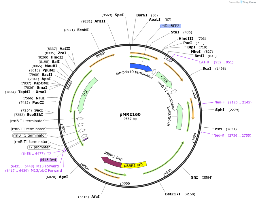 118508-plasmid-map-sequence-id-226745
