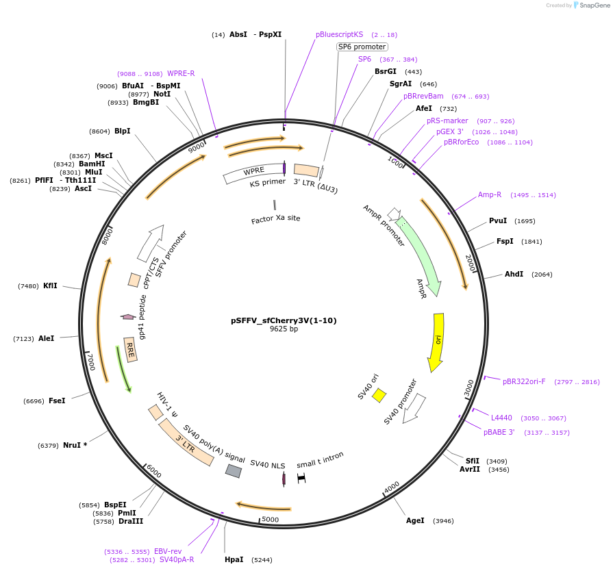 117483-plasmid-map-sequence-id-226759