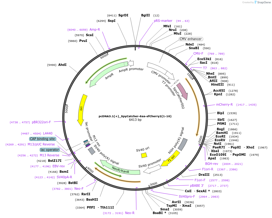 117484-plasmid-map-sequence-id-226761