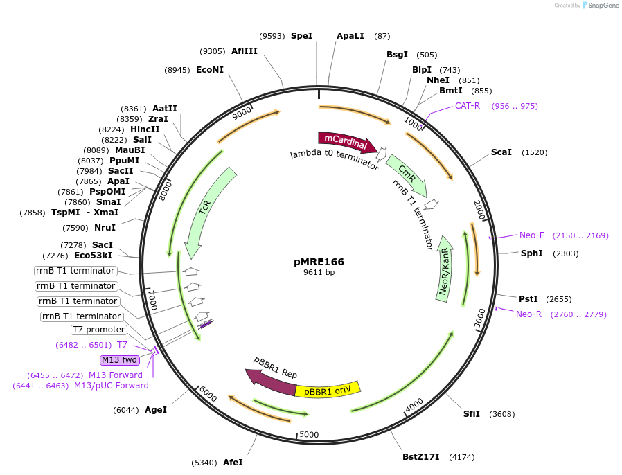118514-plasmid-map-sequence-id-226763
