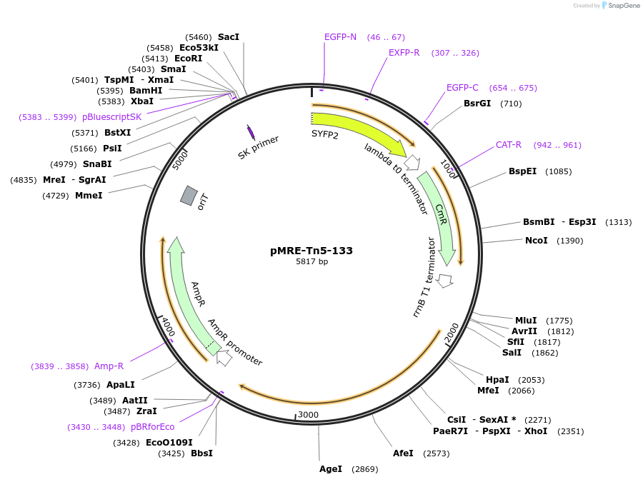 118519-plasmid-map-sequence-id-226767