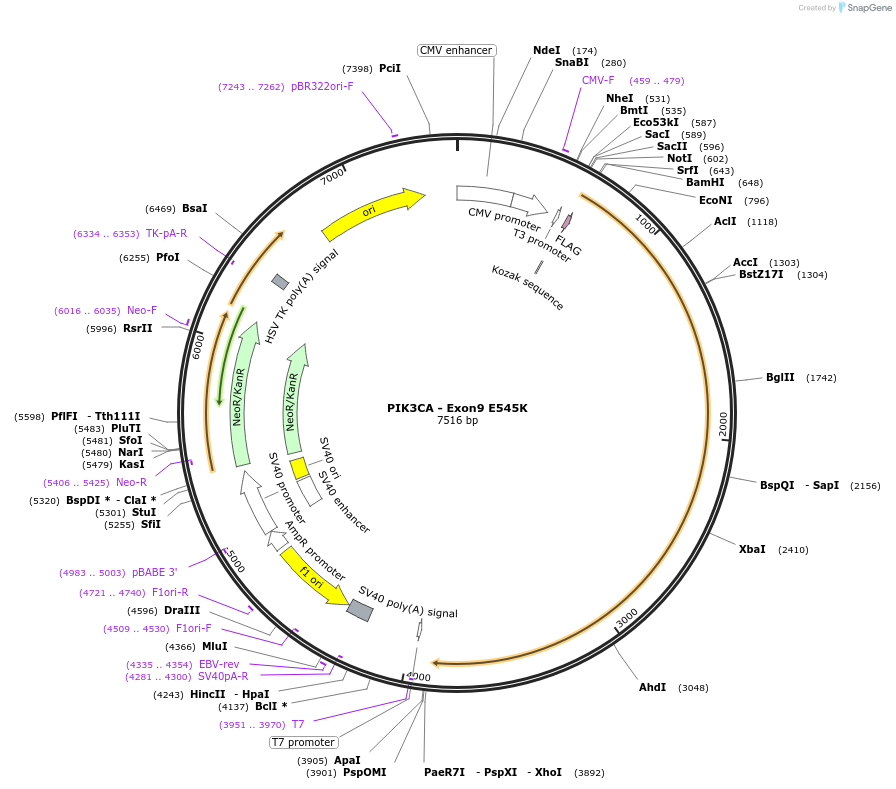 16642-plasmid-map-sequence-id-226770