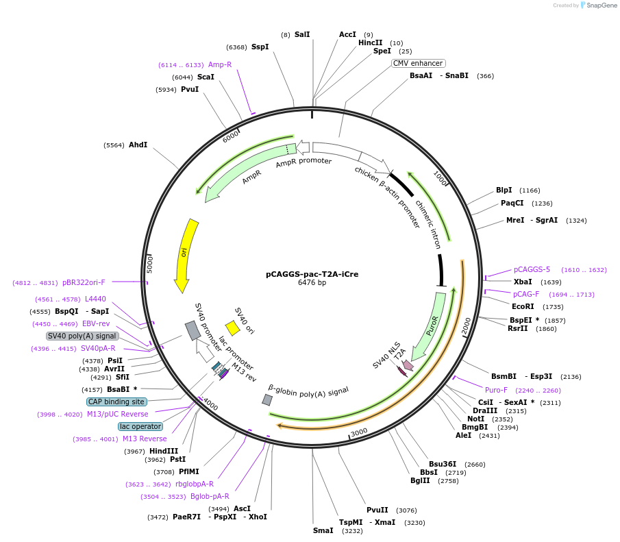 113849-plasmid-map-sequence-id-226776