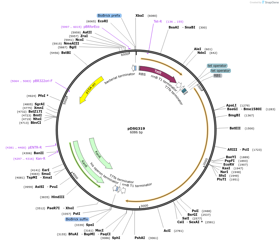 115596-plasmid-map-sequence-id-226777