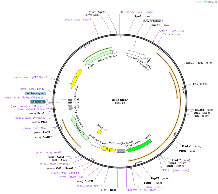 117445-plasmid-map-sequence-id-226783