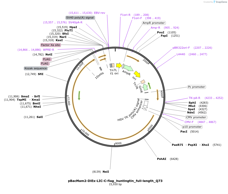 111728-plasmid-map-sequence-id-226784