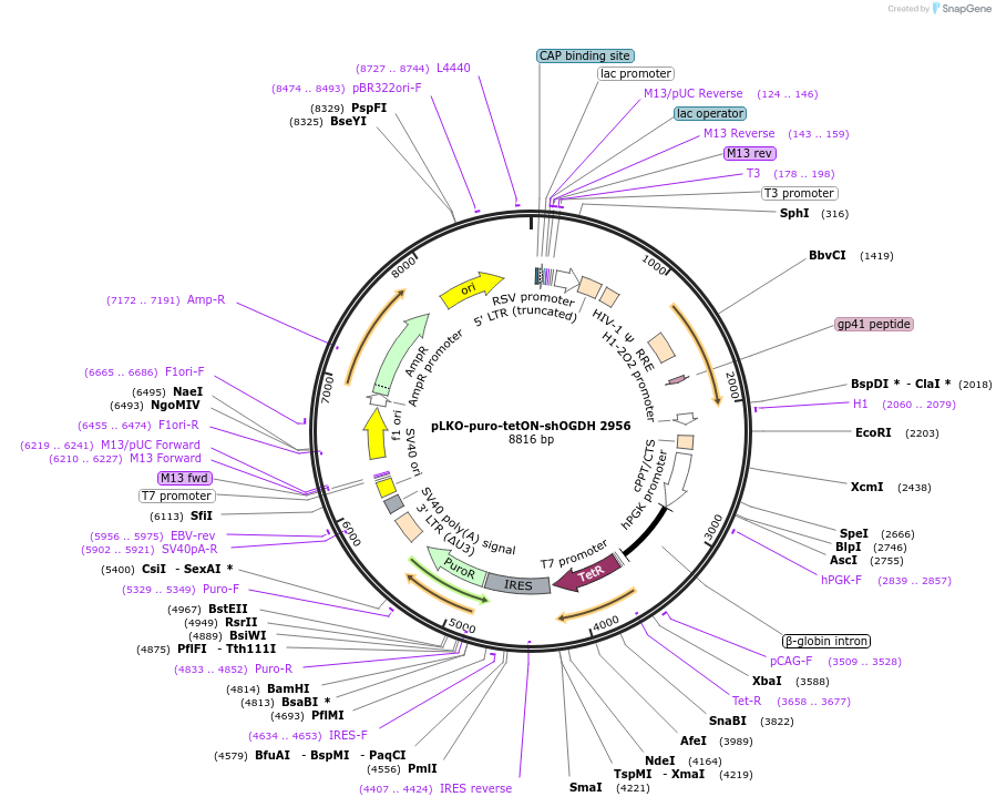110943-plasmid-map-sequence-id-226786