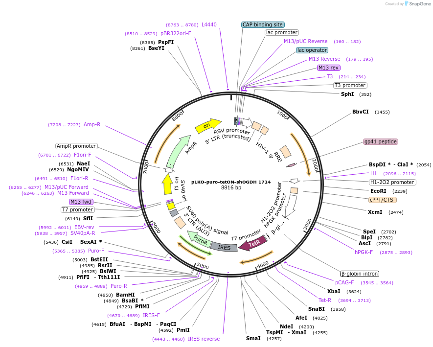 110941-plasmid-map-sequence-id-226794