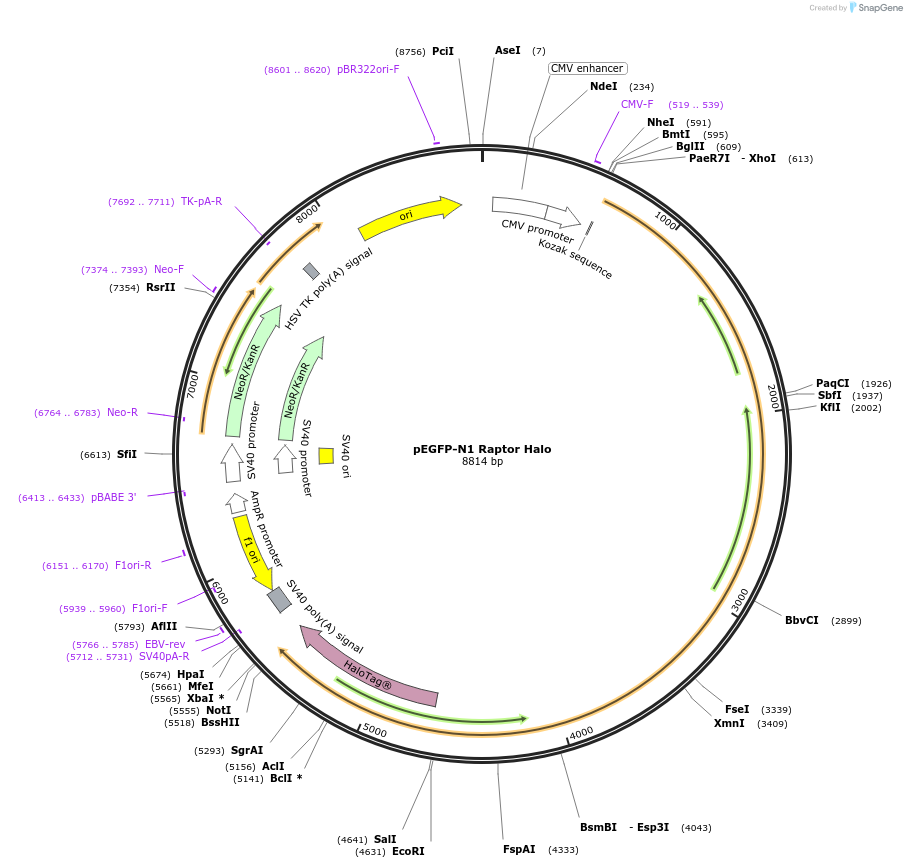112754-plasmid-map-sequence-id-226800