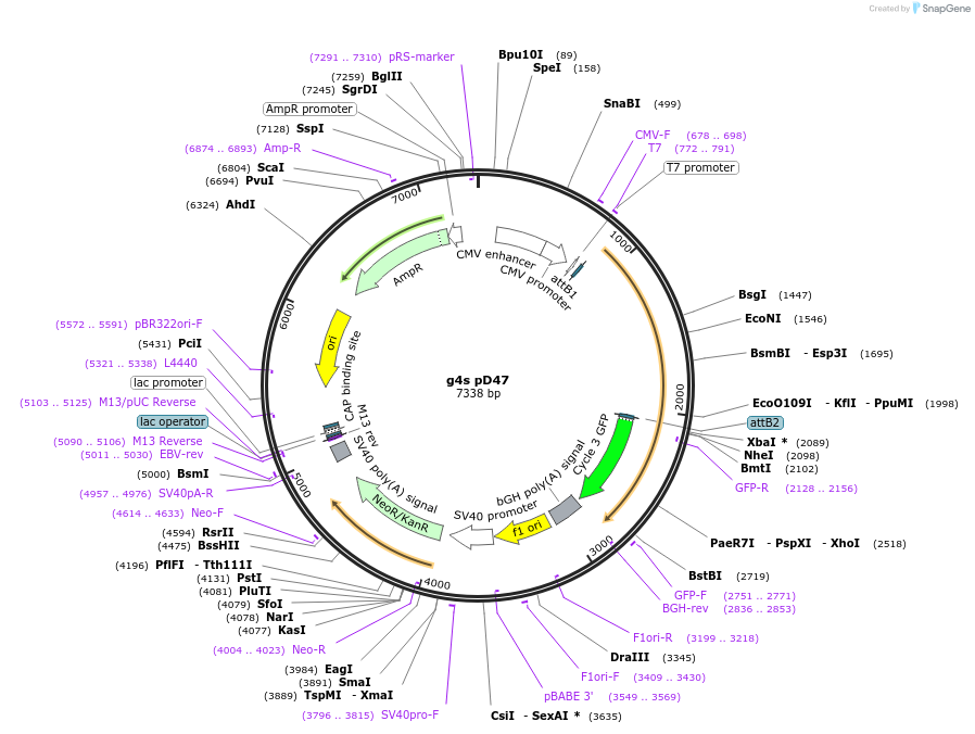 117448-plasmid-map-sequence-id-226802