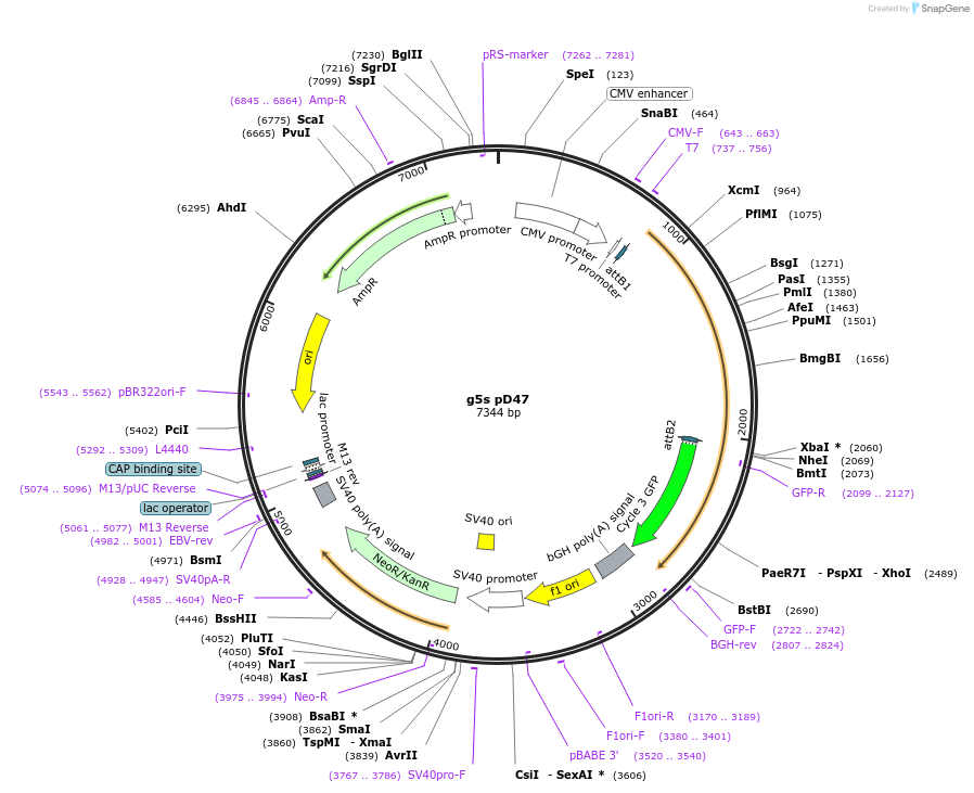 117451-plasmid-map-sequence-id-226803
