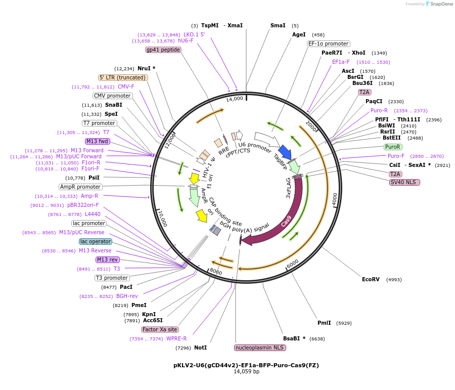 117134-plasmid-map-sequence-id-226805